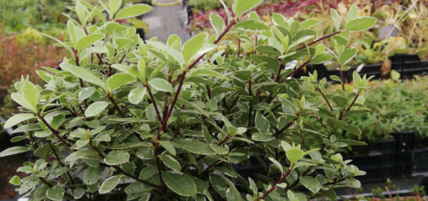 PITTOSPORUM tenuifolium 'Silver Ball'® - Pittospore à petites feuilles persistantes panachées