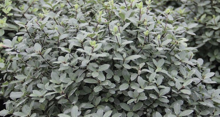 PITTOSPORUM tenuifolium 'Silver Ball'® - Pittospore à petites feuilles persistantes panachées