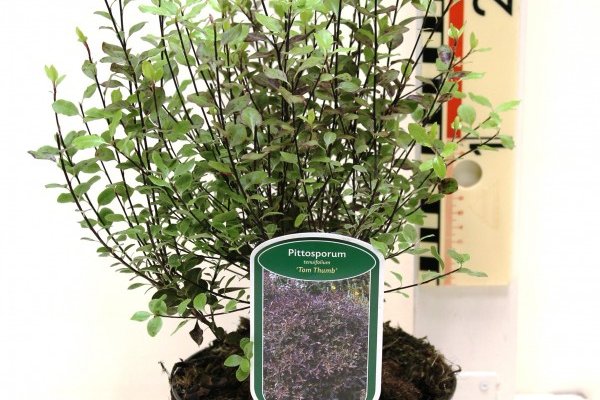 PITTOSPORUM tenuifolium 'Tom Thumb' - Pittospore à petites feuilles psersistantes