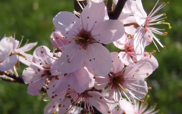 PRUNUS spinosa 'Purpurea' - Prunellier à feuilles rouge