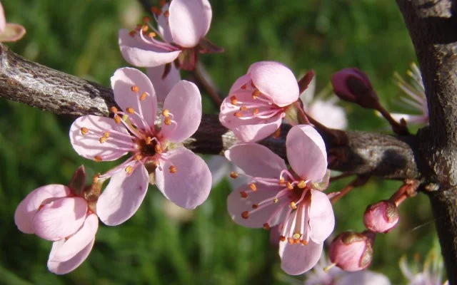 PRUNUS spinosa 'Purpurea' - Prunellier à feuilles rouge