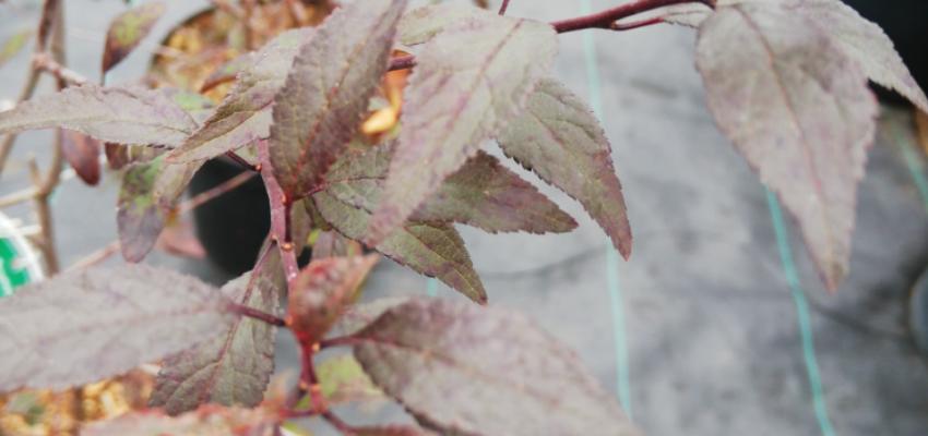 PRUNUS spinosa 'Purpurea' - Prunellier à feuilles rouge