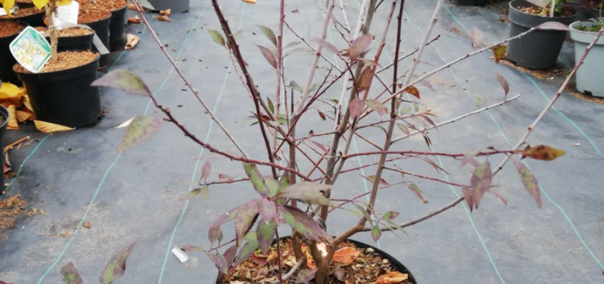 PRUNUS spinosa 'Purpurea' - Prunellier à feuilles rouge