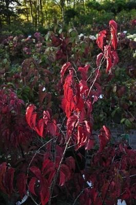 STACHYURUS chinensis 'Celina' - Arbustes à floraison hivernale