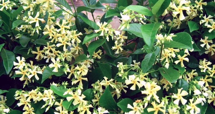 TRACHELOSPERMUM asiaticum 'Mandanianum' - Jasmin étoilé