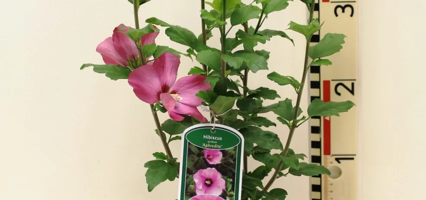 HIBISCUS syriacus 'Aphrodite' - Althea hibiscus