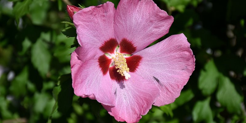 HIBISCUS syriacus 'Aphrodite' - Althea hibiscus