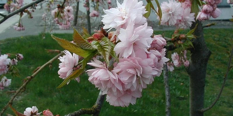 PRUNUS serrulata 'Kiku Shidare Zakura' - Ceriser à fleurs pleureur