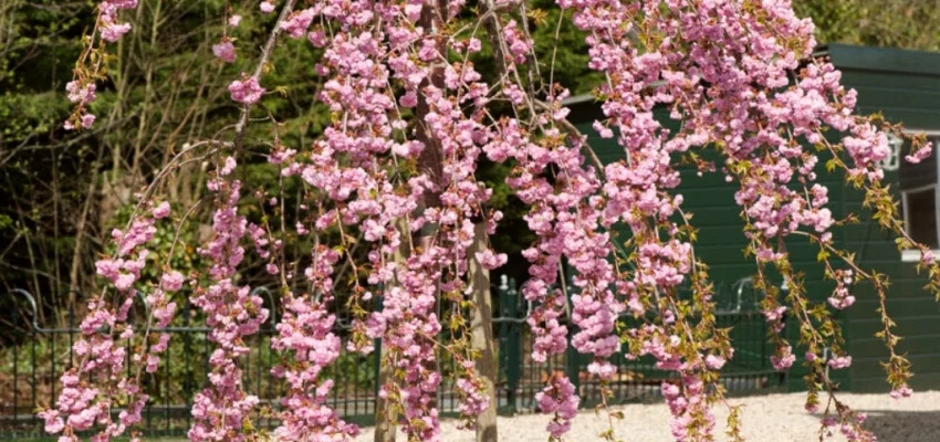 PRUNUS serrulata 'Kiku Shidare Zakura' - Ceriser à fleurs pleureur