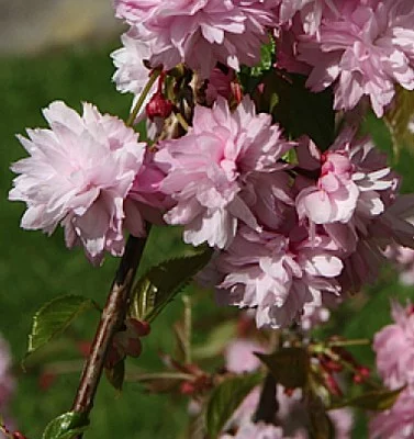 PRUNUS serrulata 'Kiku Shidare Zakura' - Ceriser à fleurs pleureur