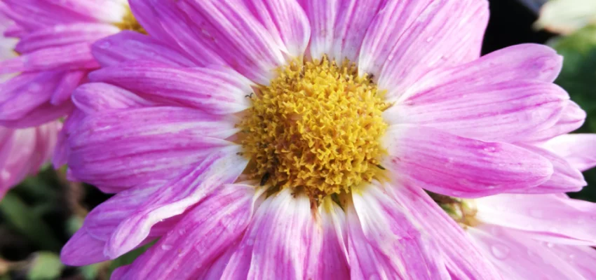 CHRYSANTHEMUM 'Karminriese' - Chrysanthème des jardins