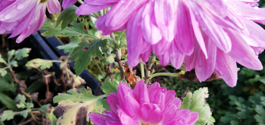 CHRYSANTHEMUM 'Karminriese' - Chrysanthème des jardins