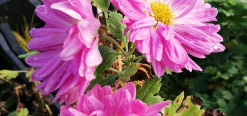 CHRYSANTHEMUM 'Karminriese' - Chrysanthème des jardins