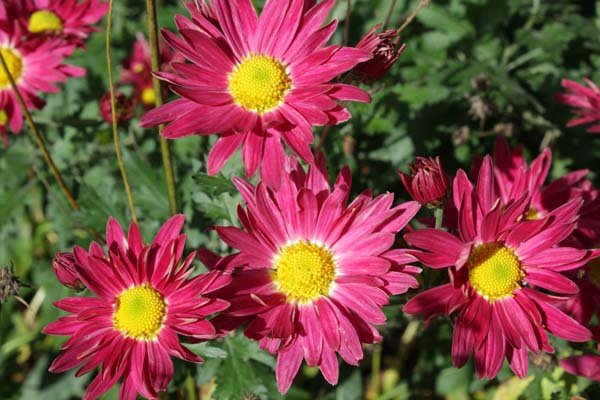 CHRYSANTHEMUM 'Oury' - Chrysanthème des jardins