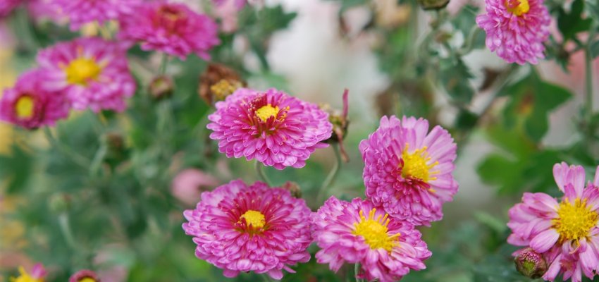 CHRYSANTHEMUM 'Rosensilber' - Chrysanthème des jardins