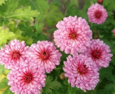 CHRYSANTHEMUM 'Rosensilber' - Chrysanthème des jardins