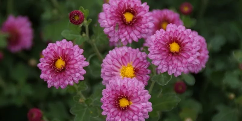 CHRYSANTHEMUM 'Rosensilber' - Chrysanthème des jardins