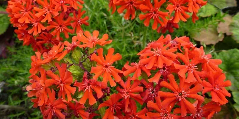 LYCHNIS chalcedonica