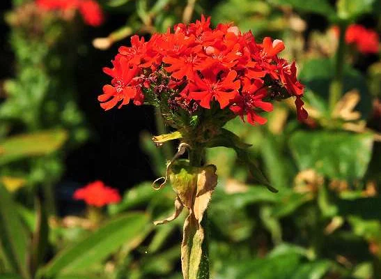 LYCHNIS chalcedonica