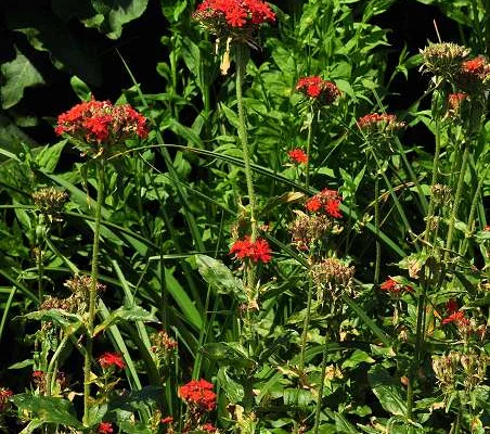 LYCHNIS chalcedonica