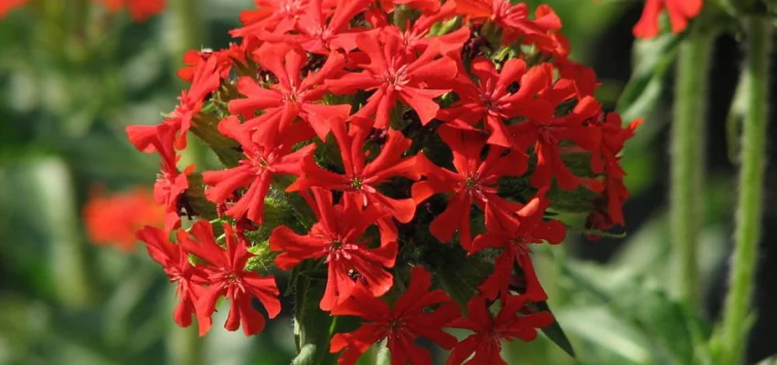 LYCHNIS chalcedonica