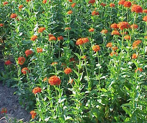 LYCHNIS chalcedonica