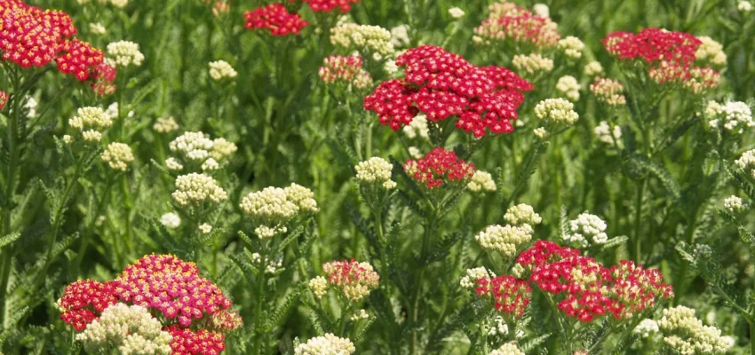 ACHILLEA 'New Vintage Red' - Achillée 'New Vintage Red'