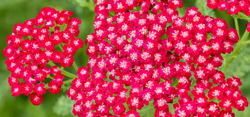 ACHILLEA 'New Vintage Red' - Achillée 'New Vintage Red'