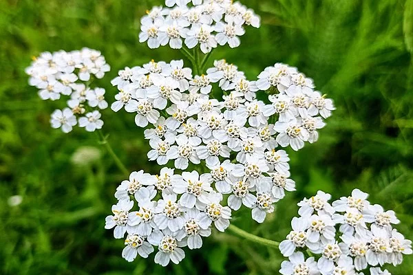 ACHILLEA New Vintage White' - Achillée 'New Vintage White'