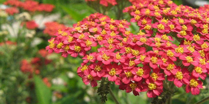 ACHILLEA millefolium 'Red Beauty' - Achillée millefeuille 'Red Beauty'