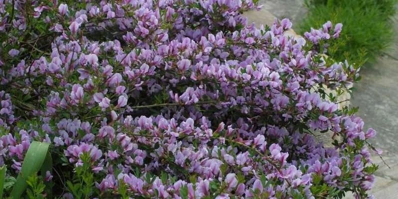 CYTISUS purpureus - genêt pourpre