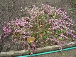 CYTISUS purpureus - genêt pourpre