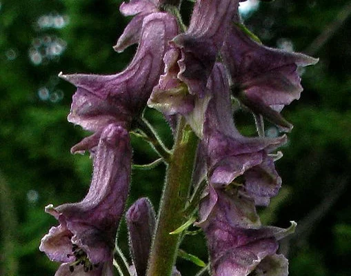 ACONITUM 'Purple Sparrow' - Aconit violette