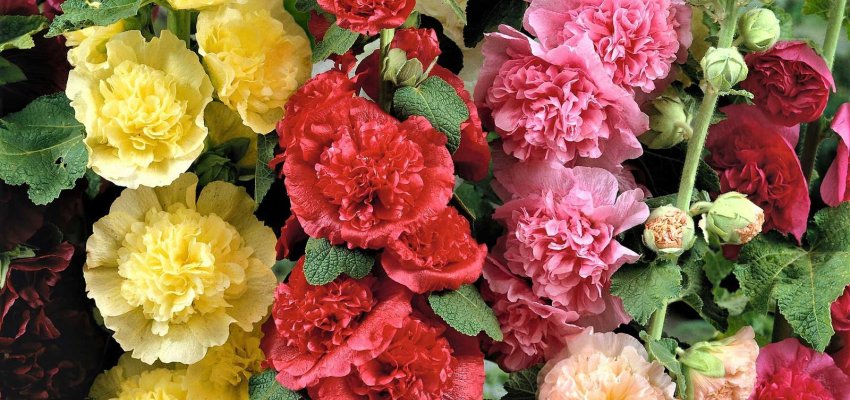 ALCEA rosea 'Chater's Double Mélange' - Rose trémière à fleurs doubles