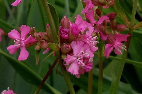 LYCHNIS viscaria 'Splendens'