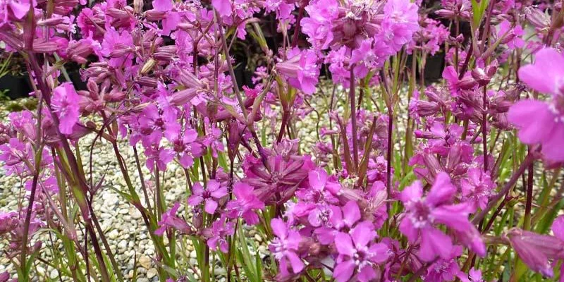 LYCHNIS viscaria 'Splendens'