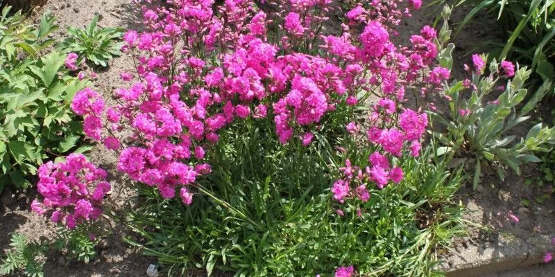 LYCHNIS viscaria 'Splendens'