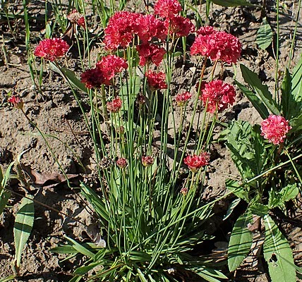 ARMERIA pseudarmeria 'Ballerina Red' - Gazon d'Espagne