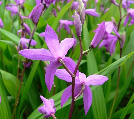 BLETILLA striata - Orchidée de jardin vivace