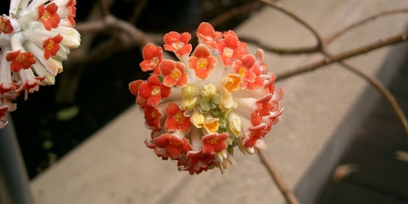 EDGEWORTHIA chrysantha 'Red Dragon' - Buisson à papier