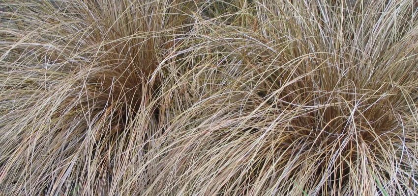 CAREX comans 'Bronco' - Graminée, Laîche