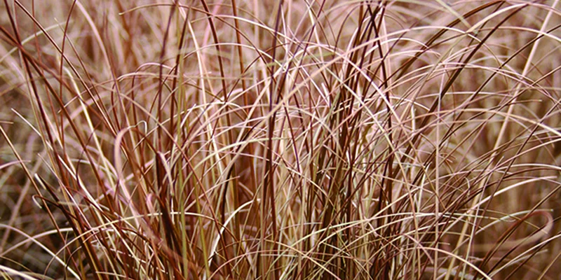 CAREX comans 'Bronco' - Graminée, Laîche