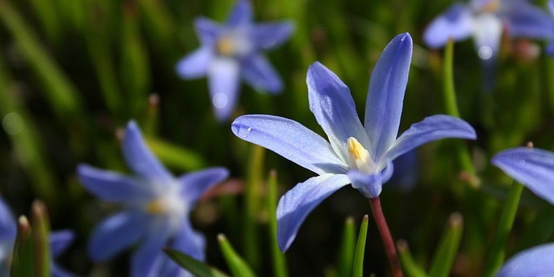 CHIONODOXA luciliae 'Violet Beauty' - Gloire de neiges