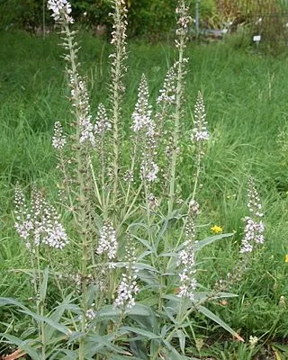 LYSIMACHIA ephemerum - Lysimaque éphémère