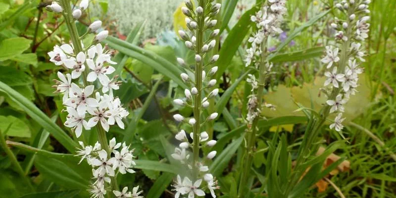 LYSIMACHIA ephemerum - Lysimaque éphémère