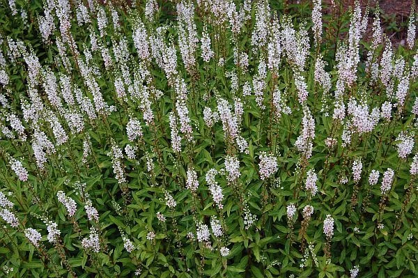 LYSIMACHIA ephemerum - Lysimaque éphémère