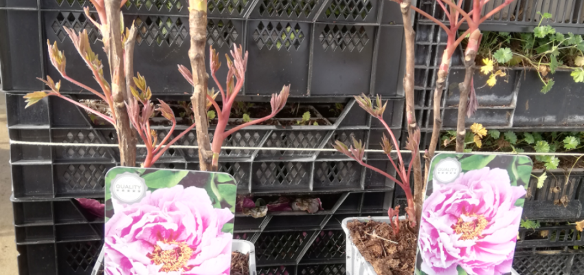 PAEONIA suffruticosa 'Rose double' - Pivoine arbustive