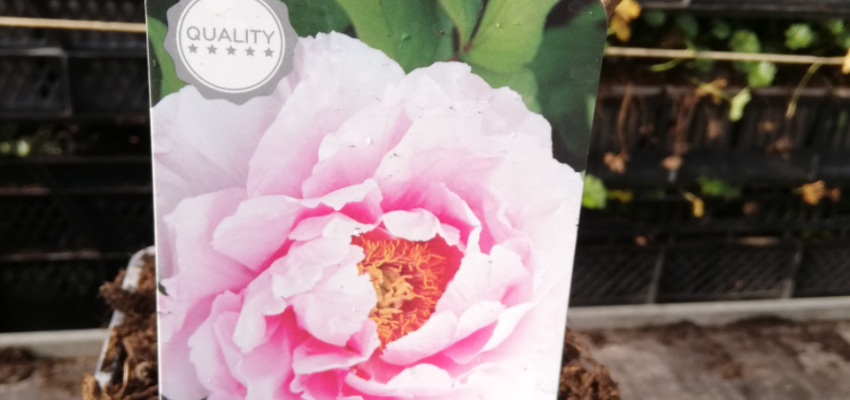 PAEONIA suffruticosa 'Rose' - Pivoine arbustive