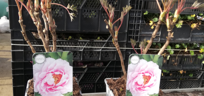 PAEONIA suffruticosa 'Rose' - Pivoine arbustive
