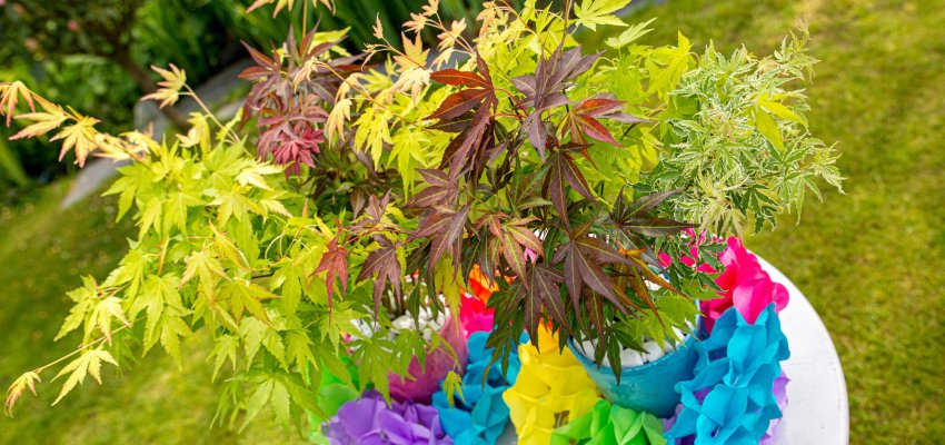 Érable du Japon 'Festival' - Acer palmatum 'Festival', érable japonais
